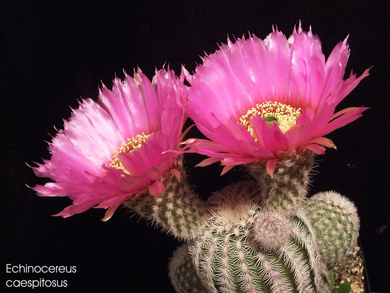 Echinocereus caespitosus