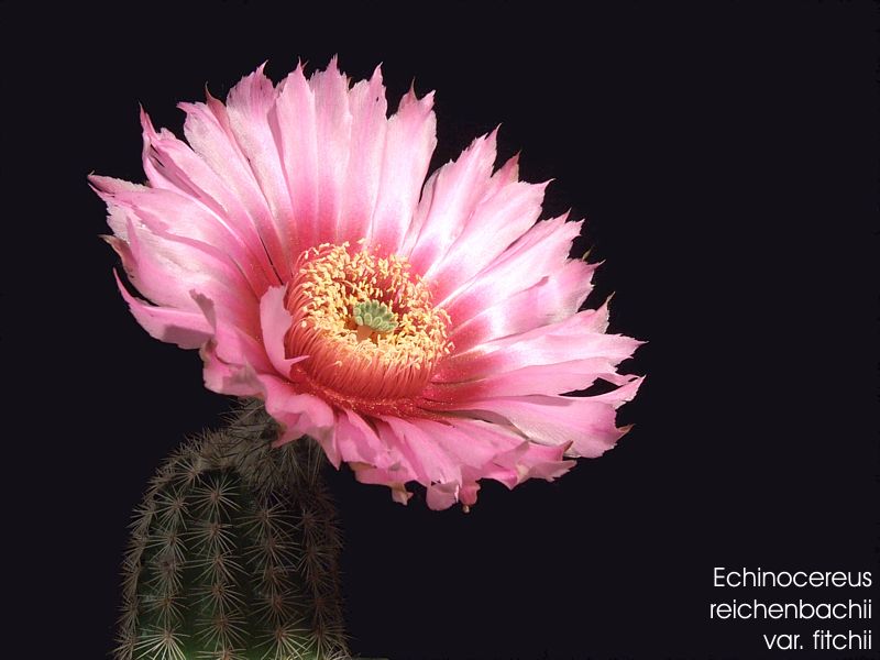 Echinocereus fitchii