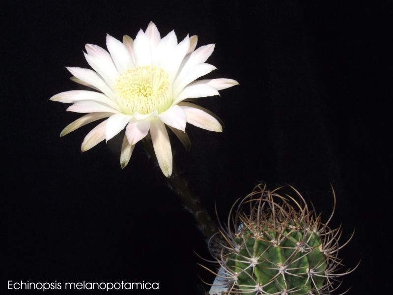 Echinopsis melanopotamica