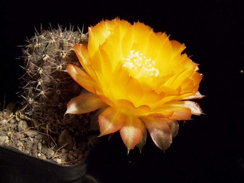 Lobivia chrysantha var. hypocryta