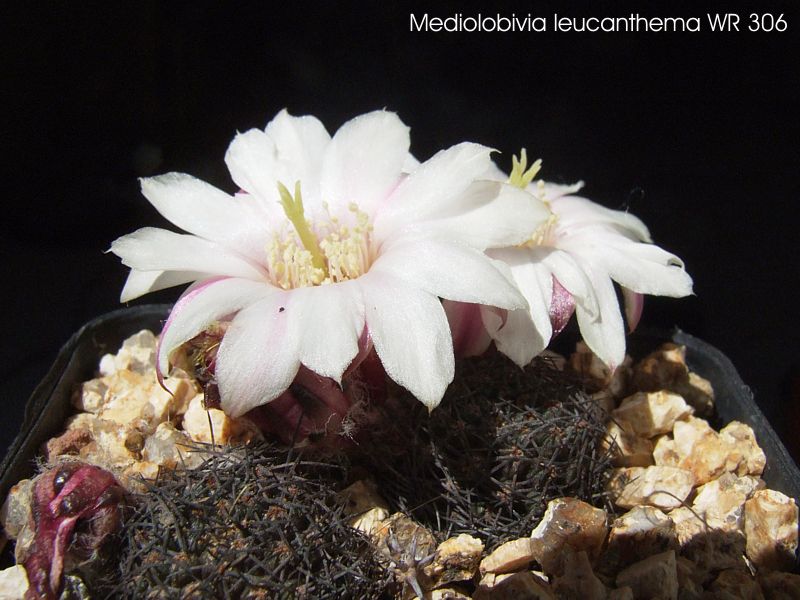 Mediolobivia leucanthema