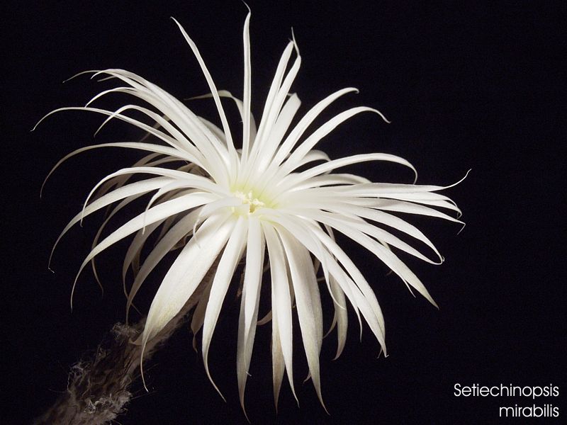 Setiechinopsis mirabilis