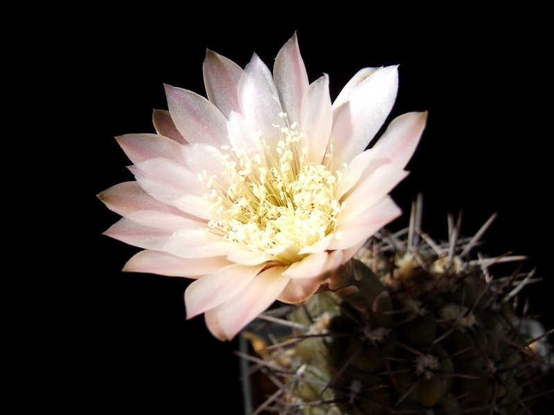 Gymnocalycium borthii