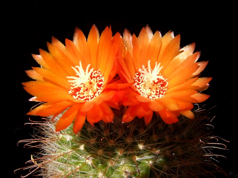 Parodia talaensis