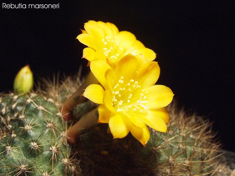 Rebutia marsoneri