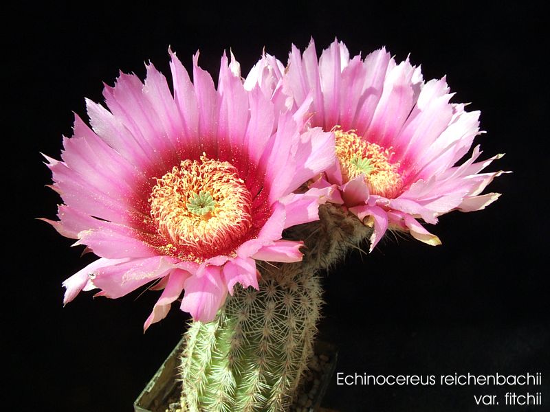 Echinocereus fitchii