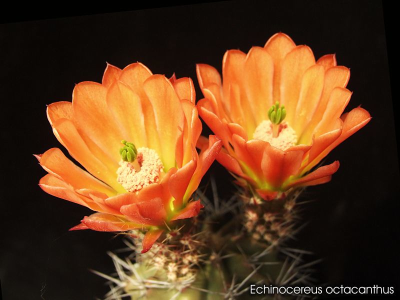 Echinocereus octacanthus