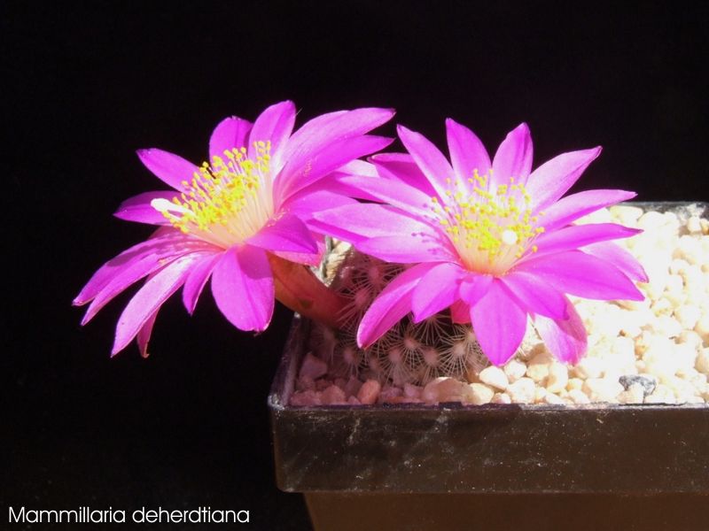 Mammillaria deherdtiana