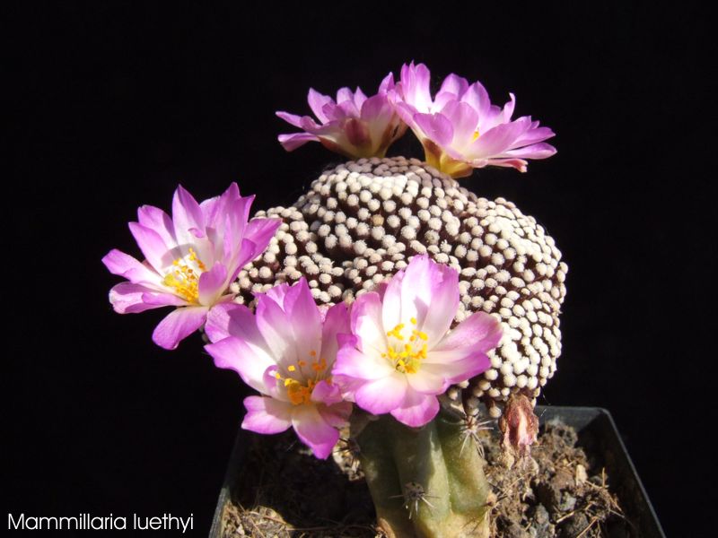 Mammillaria luethyi