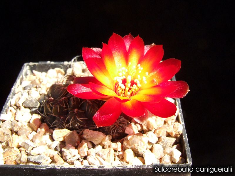 Sulcorebutia canigueraliia