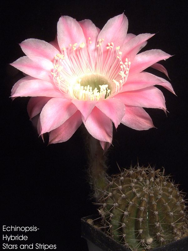 Echinopsis-Hybride Stars And Stripes