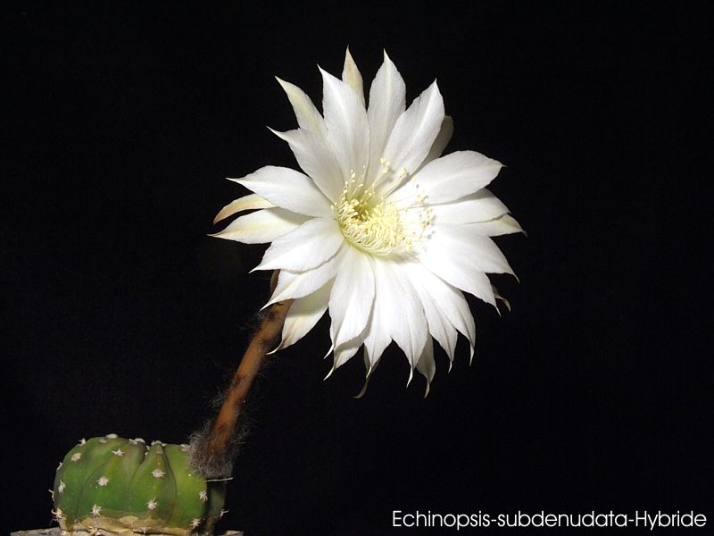 Echinopsis-subdenudata-Hybride