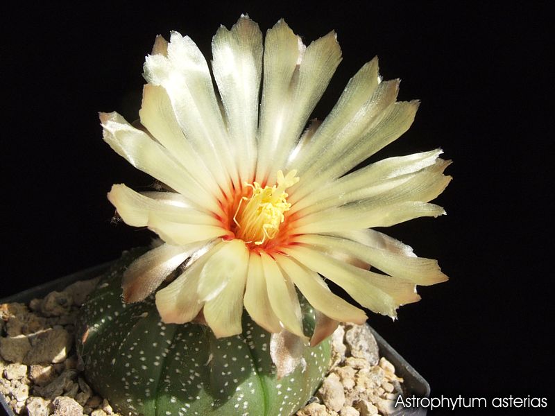 Astrophytum asterias