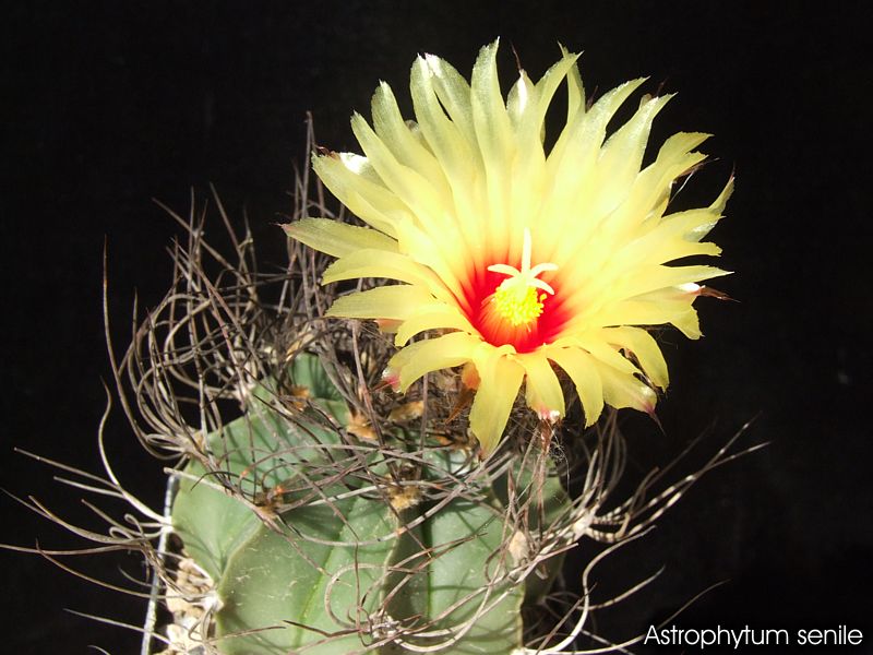 Astrophytum senile