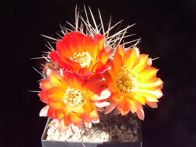 Acanthocalycium glaucum var. rubriflorum
