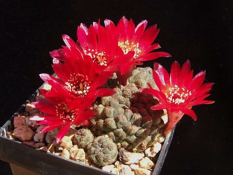 Sulcorebutia perplexiflora