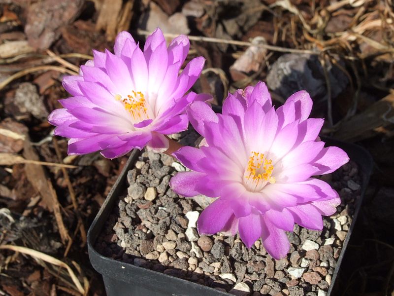 Mammillaria theresae