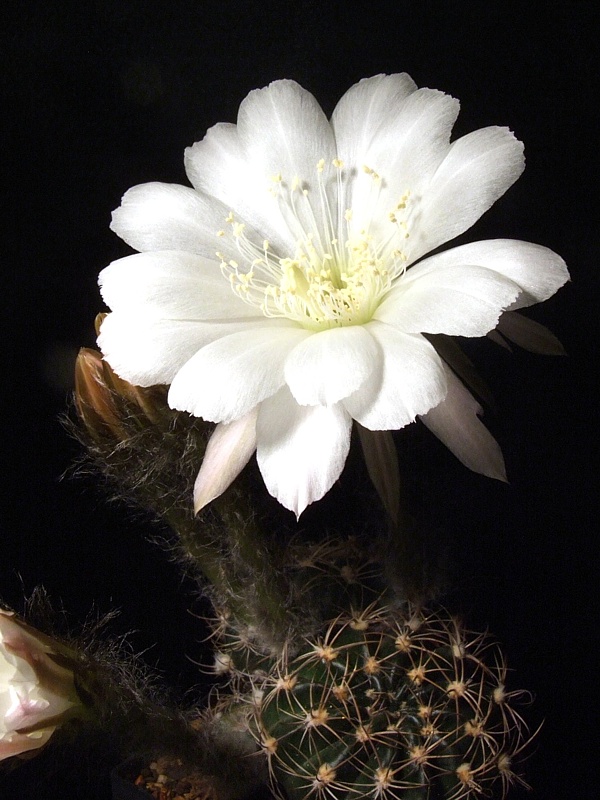 Echinopsis ancistrophora