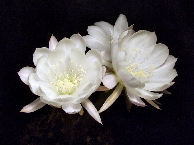 Echinopsis ancistrophora
