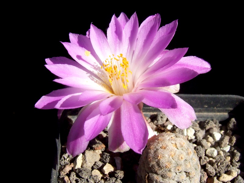 Mammillaria theresae