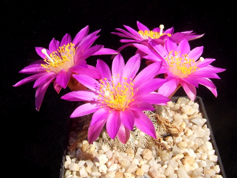 Mammillaria deherdtiana