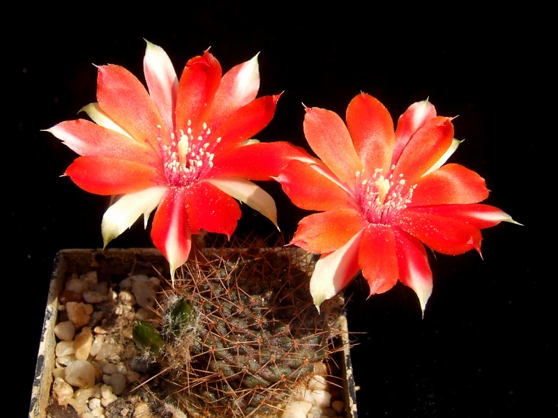 Rebutia mamillosa WR 302'Humkes Auslese'