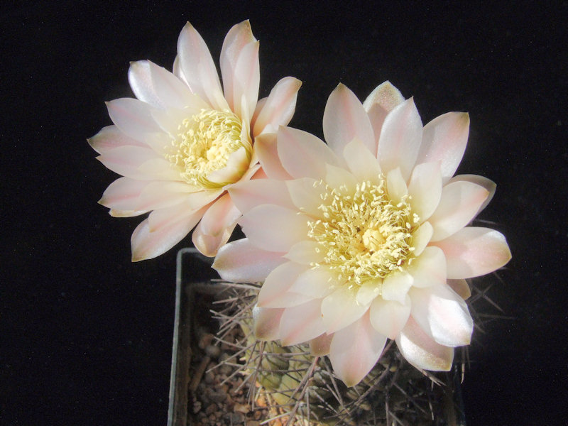 Gymnocalycium borthii