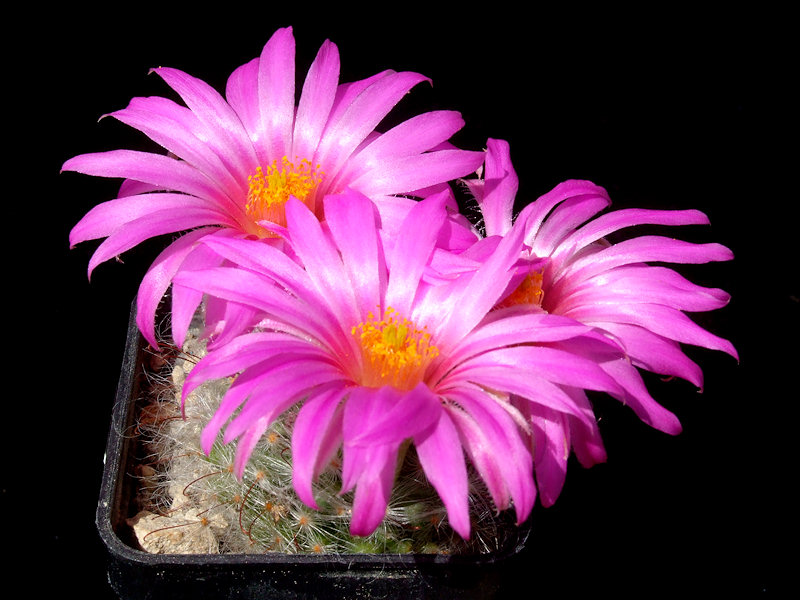 Mammillaria guelzowiana