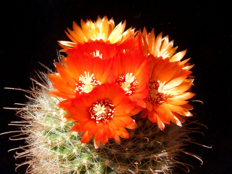 Parodia talaensis