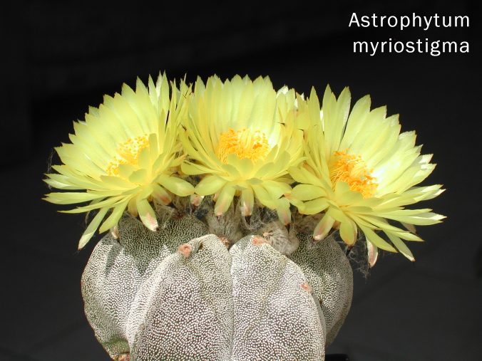 Astrophytum myriostigma