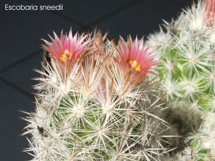 Escobaria snedii