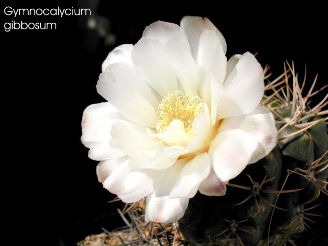 Gymnocalycium gibbosum