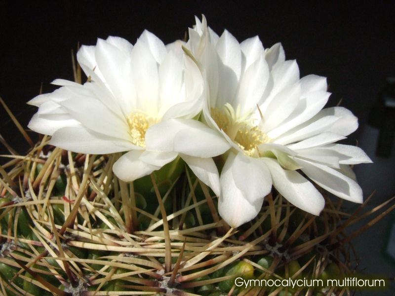 Gymnocalycium multiflorum