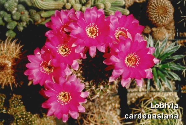Lobivia cardenasiana