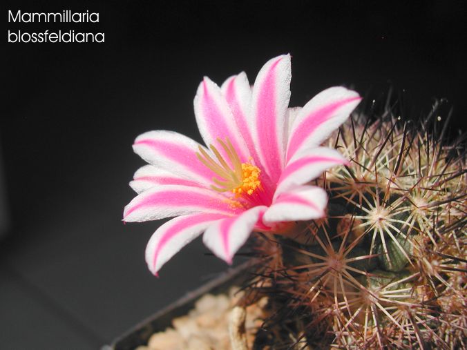 Mammillaria blossfeldiana