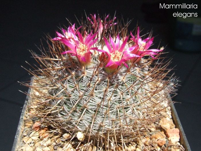 Mammillaria elegans