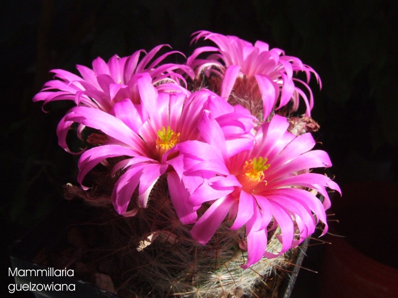 Mammillaria guelzowiana