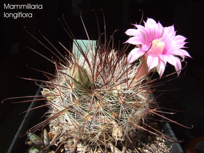 Mammillaria longiflora