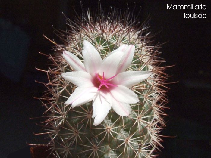 Mammillaria louisae