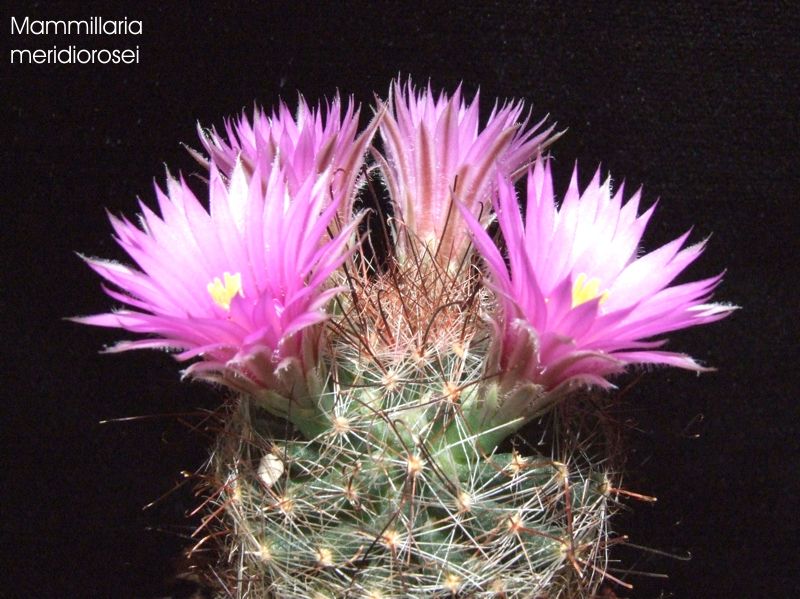 Mammillaria meridiorosei