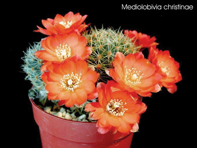 Mediolobivia christinae
