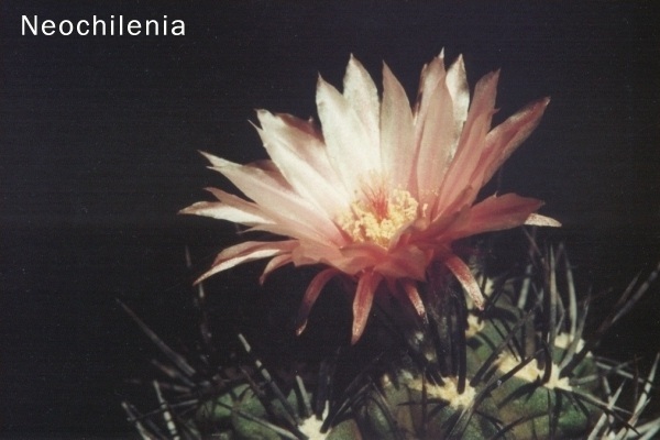 Neochilenia