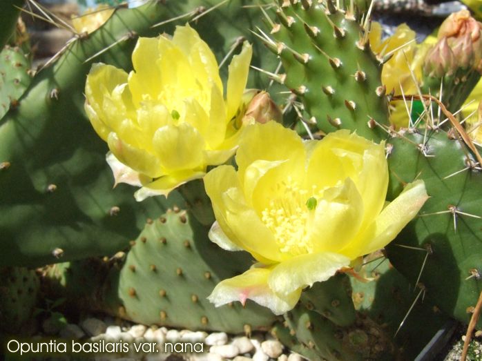Opuntia basilaris var. nana