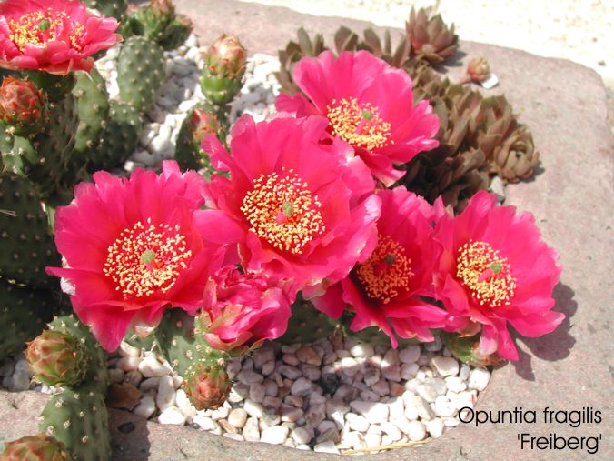 Opuntia fragilis 'Freiberg'