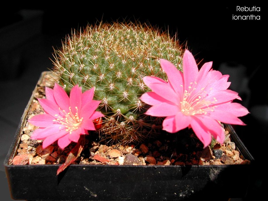 Rebutia ionantha