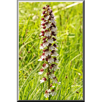 Ein wild wachsende Orchidee (Orchis purpurea) im Huy nahe beim Harz