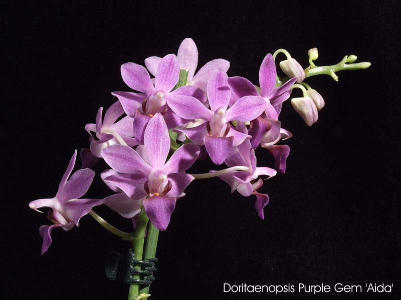 Doritaenopsis Aida