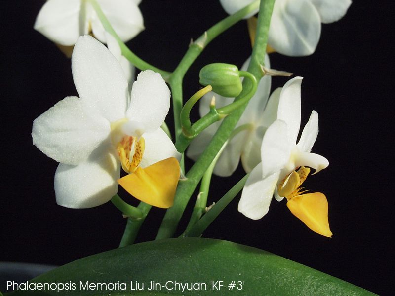 Phalaenopsis Memoria Liu Jin-Chyuan 'KF #3'