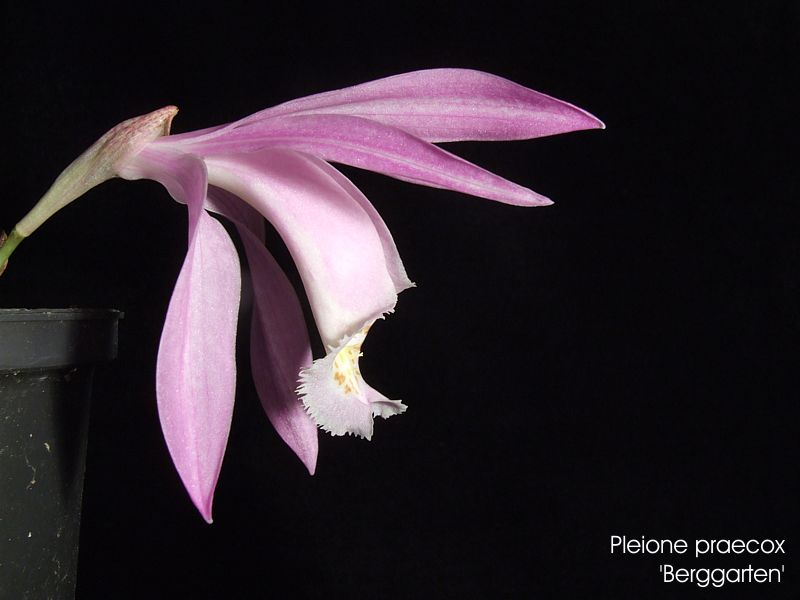 Pleione praecox 'Berggarten'