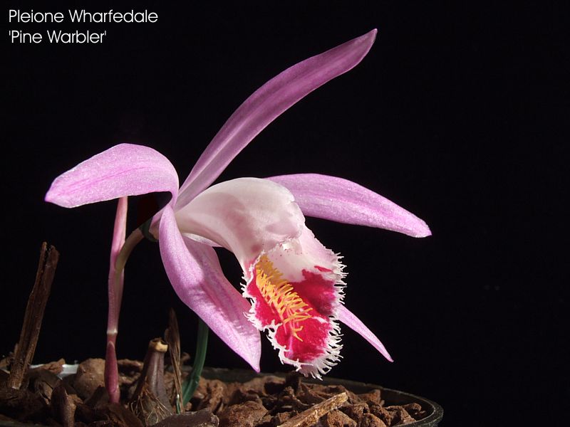 Pleione Wharfedale 'Pine Warbler'